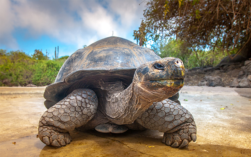 Giant tortoise