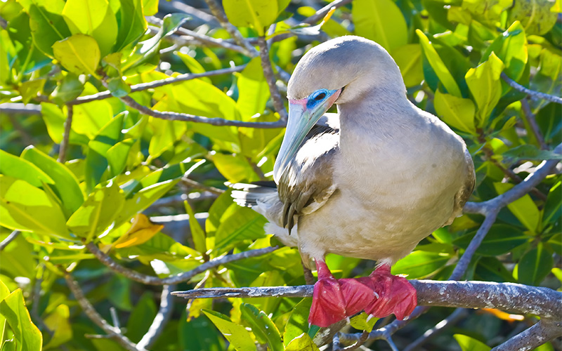 Bird on Genovesa Island