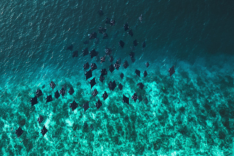 Manta rays feeding at Hanifaru Bay