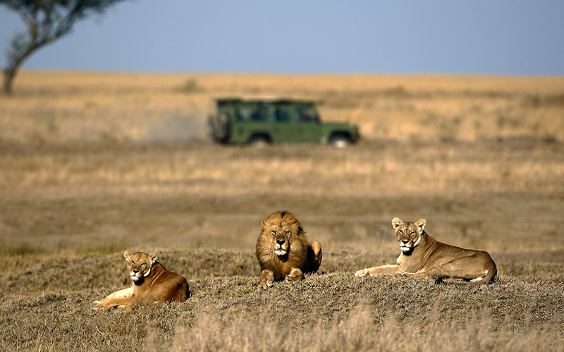 Lion spotting