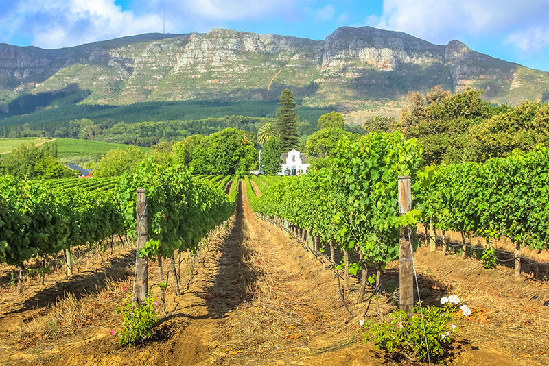 South Africa vineyard