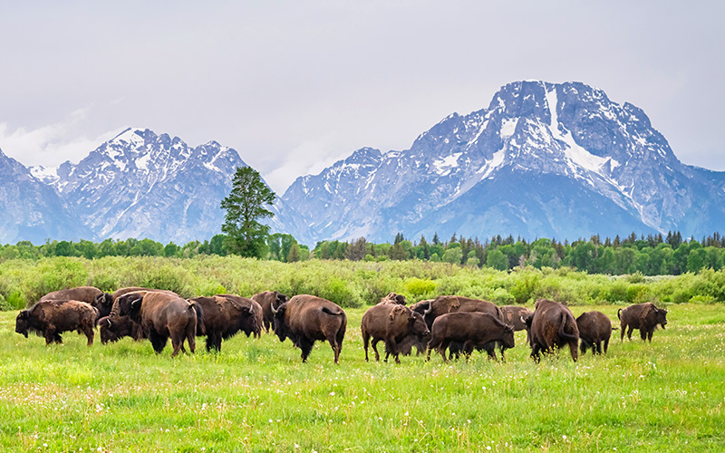 Grand Teton National Park