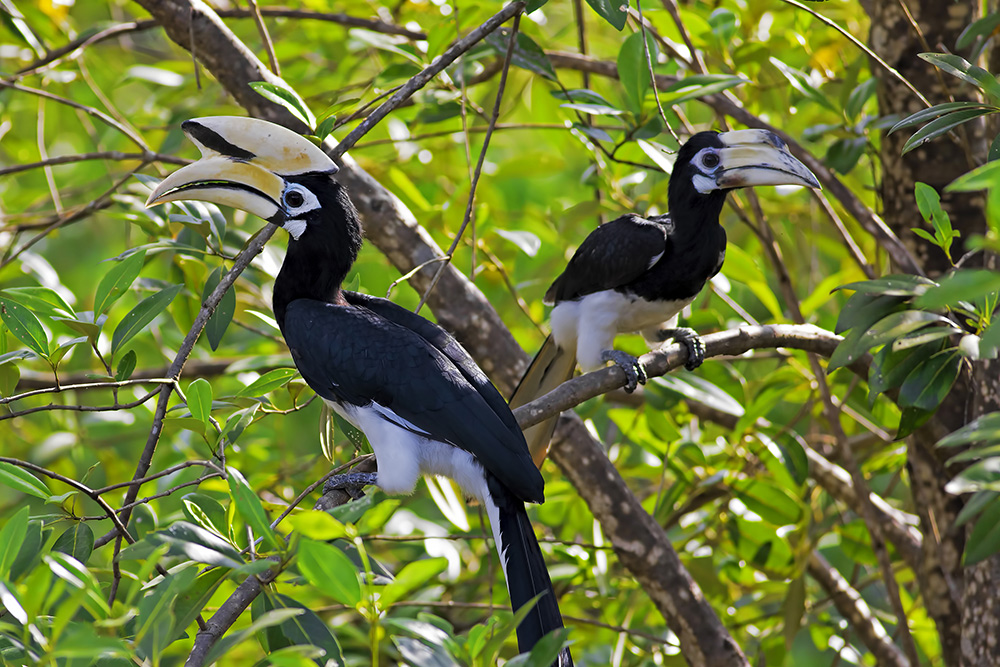 Oriental Pied Hornbill