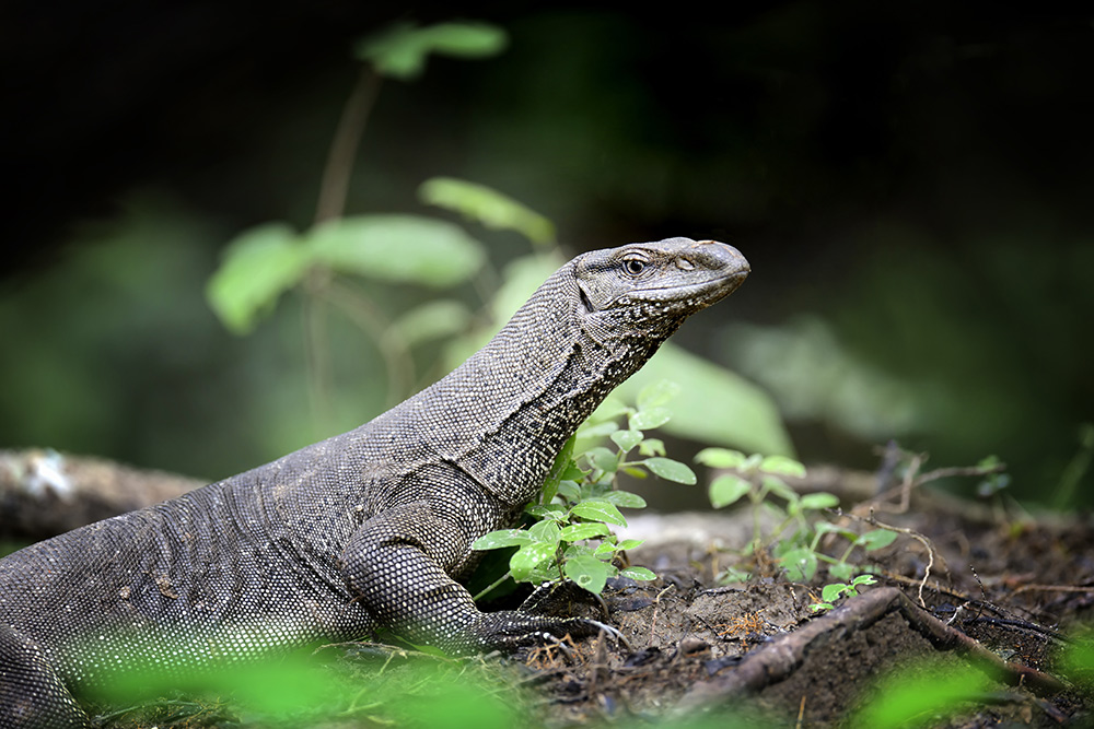 Large Water Monitor Lizard