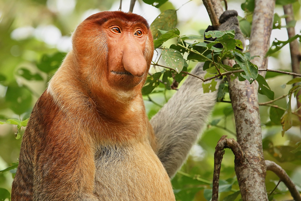 Proboscis Monkey