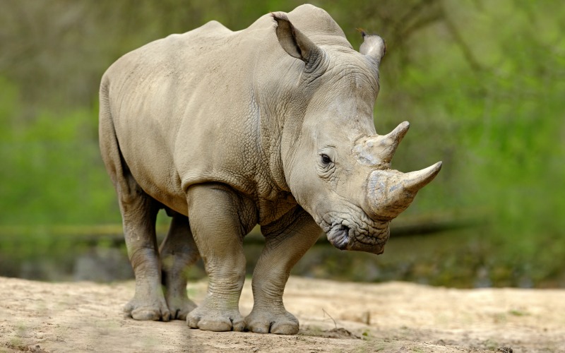 Baby White Rhino