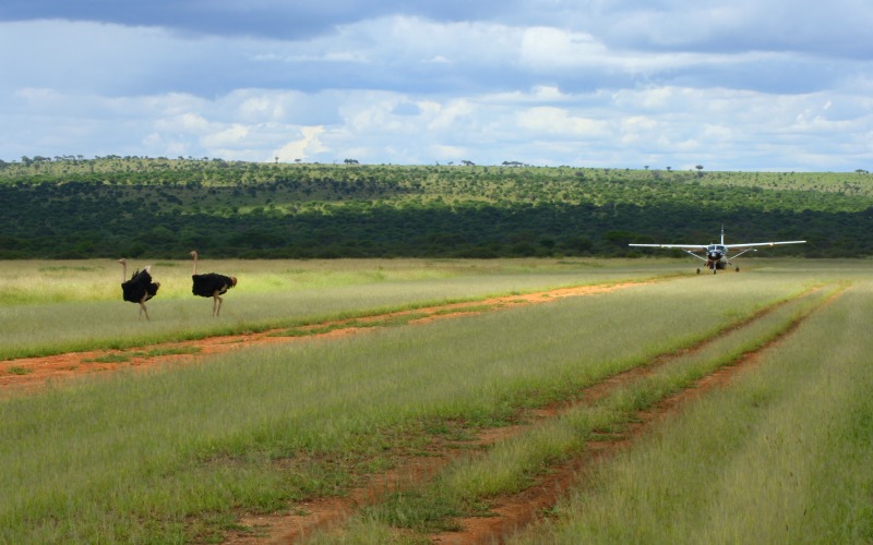 Ostrich by the landing strip