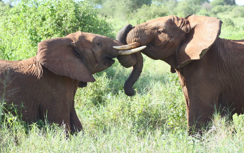 Elephants