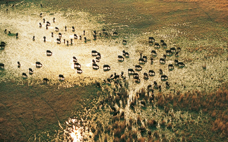 Okavango Delta