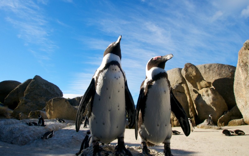 Penguins at Boulders Beach