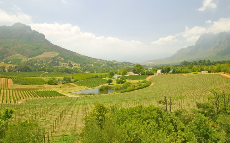 Vineyards along wine route