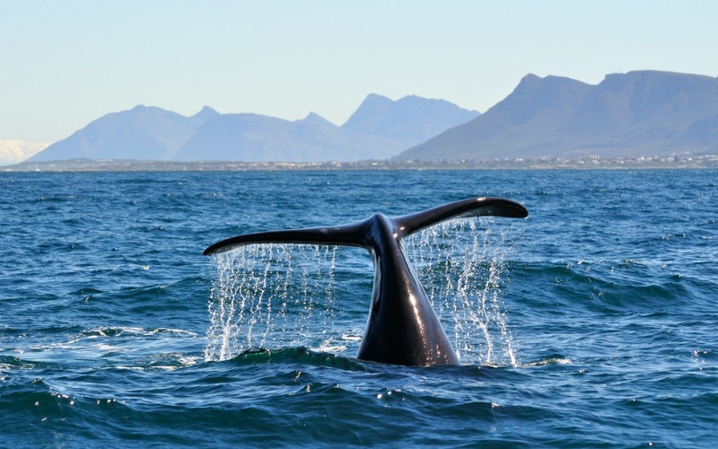 Whale at Hermanus
