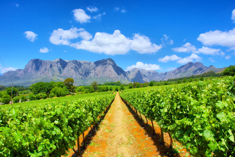 Vineyards