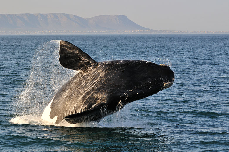 Southern Right Whale