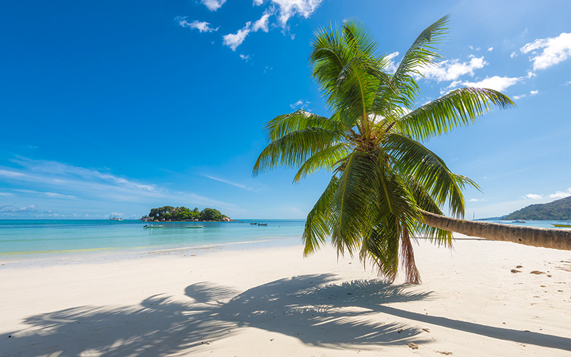 Palm tree on a Barbados beach