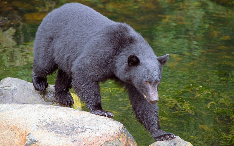 Black bear