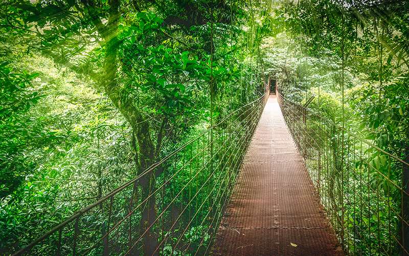 Hanging bridges in cloud forest