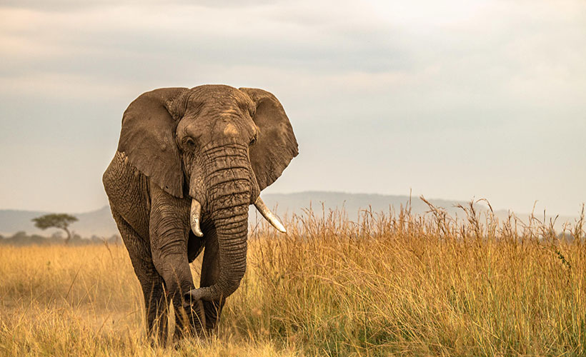 Elephant in the Massai Mara