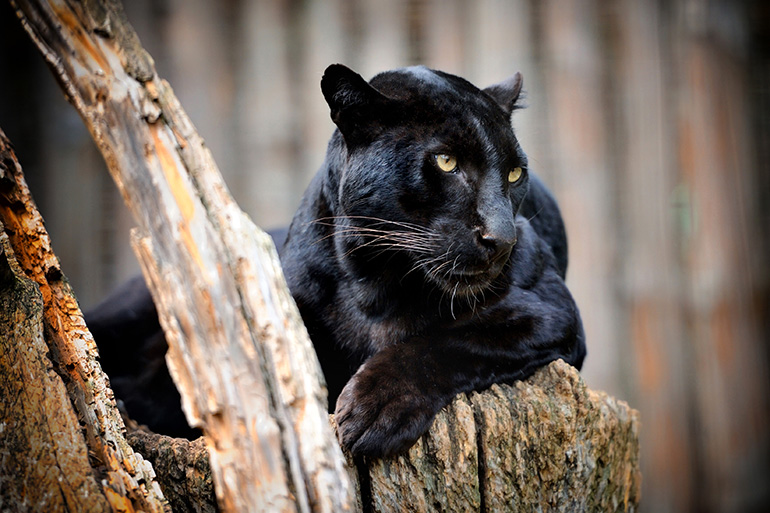 Black Leopard