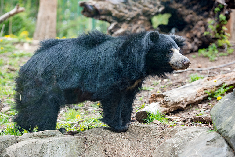 Sloth Bear