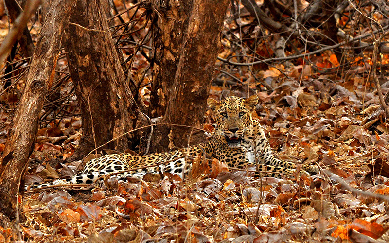 Leopard in Bandhavgarh National Park
