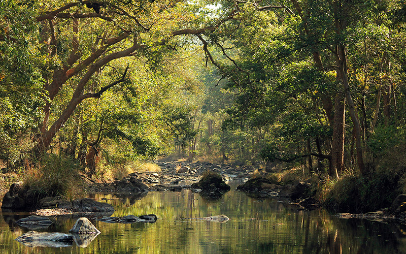 Kanha National Park