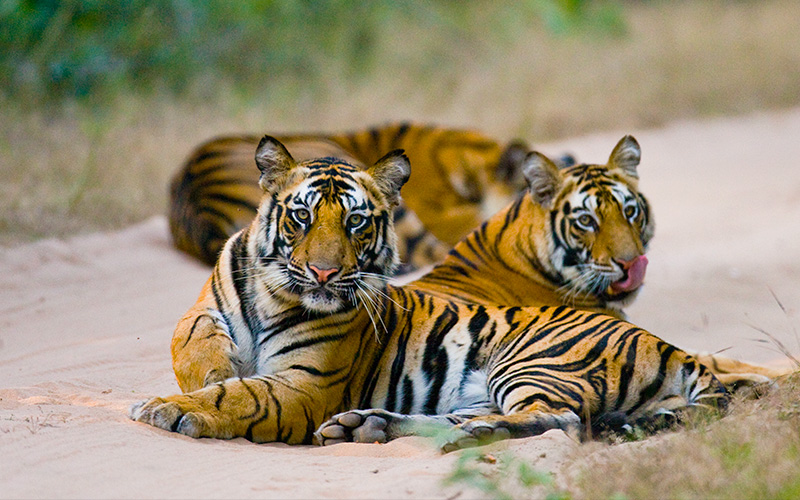 Tigers of Pench National Park