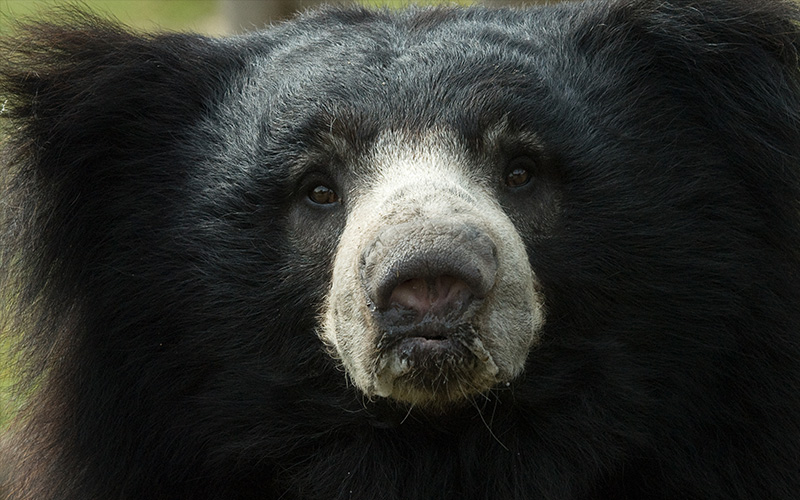 Sloth Bear