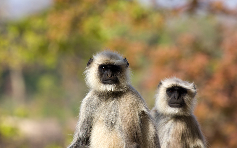 Gray langur monkeys