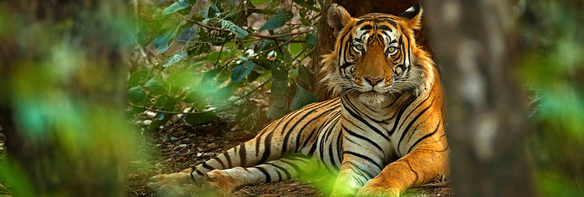 Where to go on safari in India