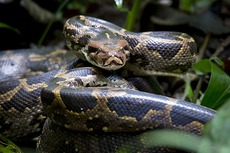 Indian Rock Python