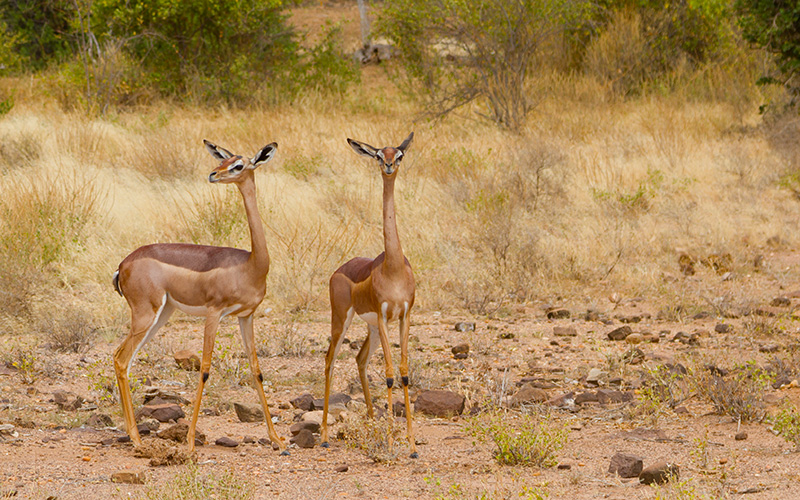 Gerenuk