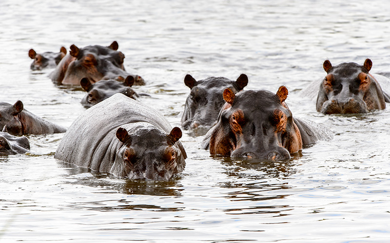 Hippo in Lake Naivasha 