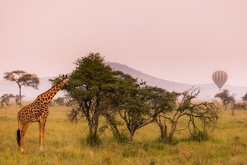 Watching giraffe from a hot air balloon