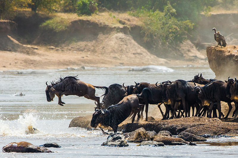 The Great Migration