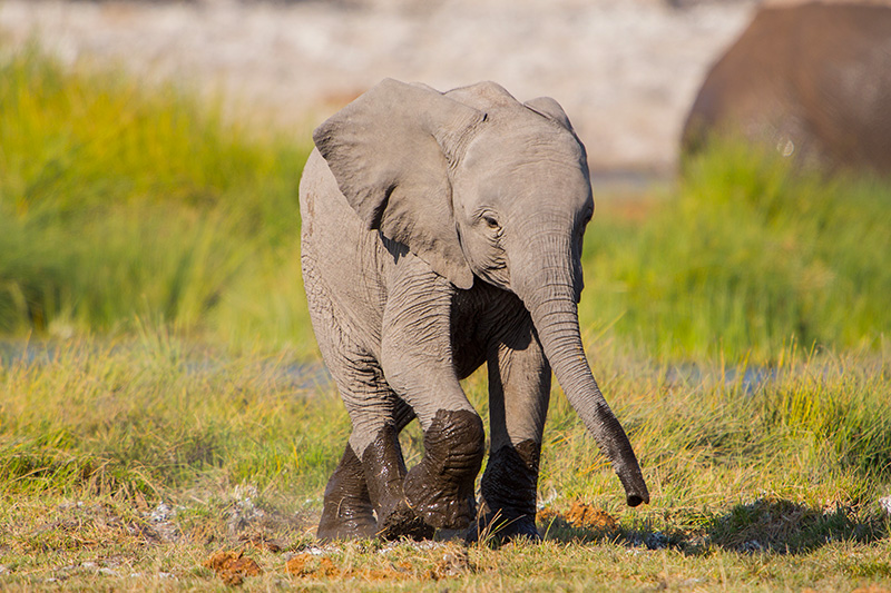 Young Elephant at Daphne Sheldrick Orphanage 