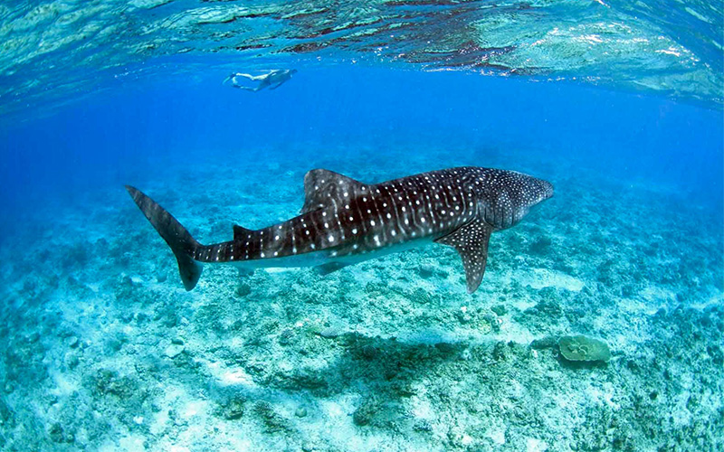 Snorkelling with Whale Shark