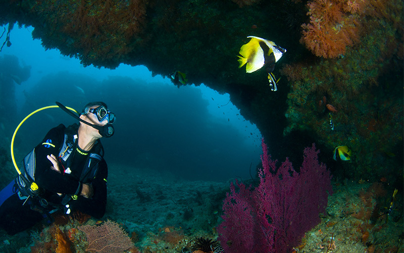 Diving in the Maldives