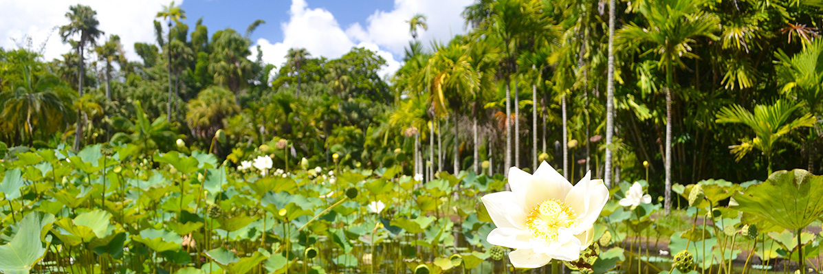 Mauritius: beyond the beach