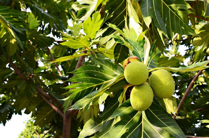 Breadfruit Tree