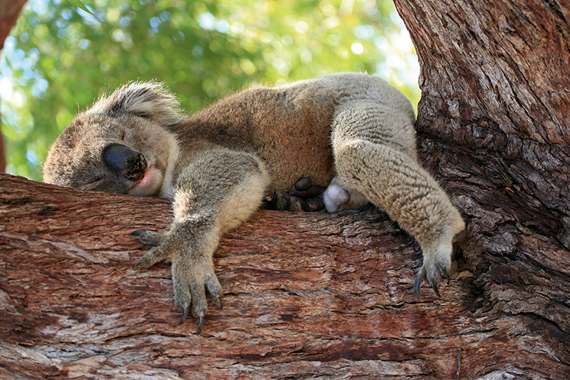 A sleeping Koala