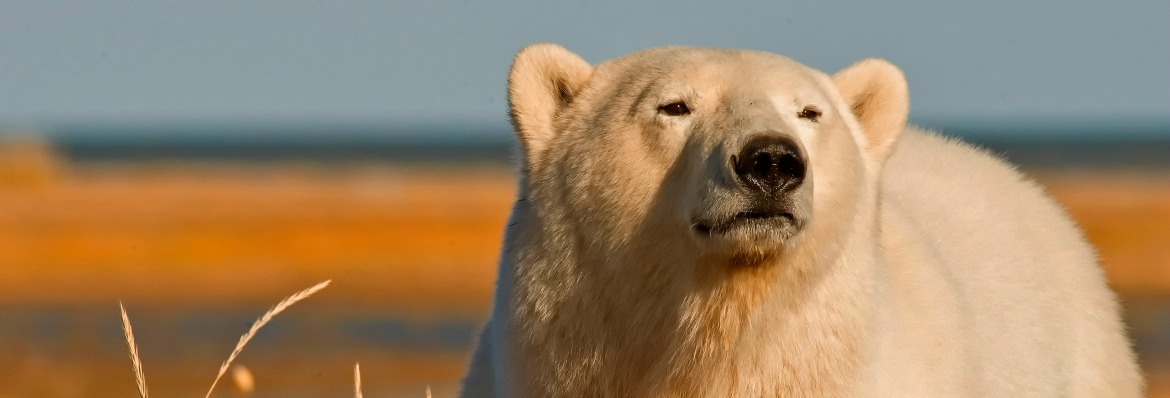 A guide to polar bear spotting in Canada