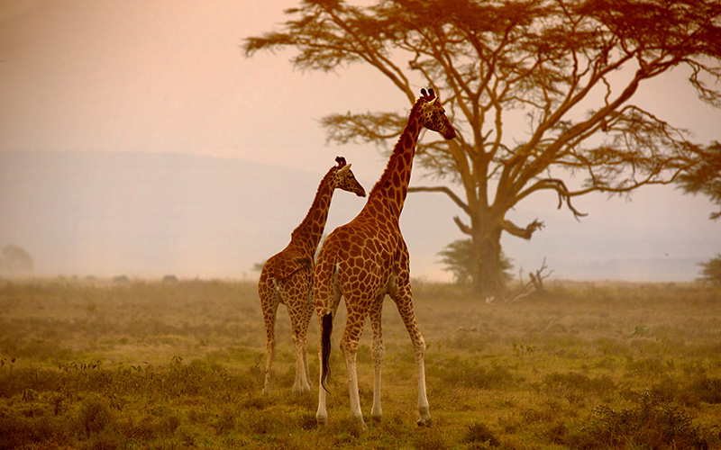 Pair of Giraffes