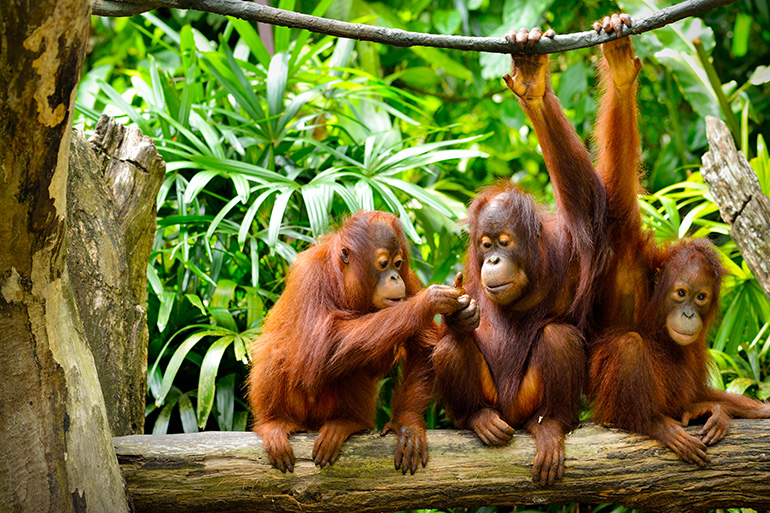 Orangutans in Borneo