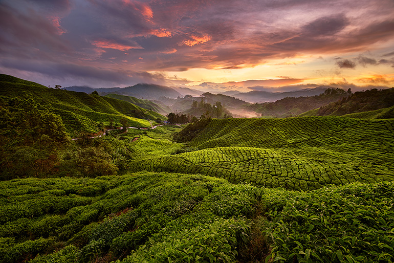 Tea plantations - Cameron Highlands