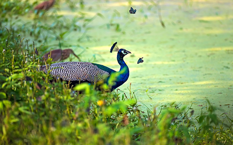 Peacock in Sri Lanka