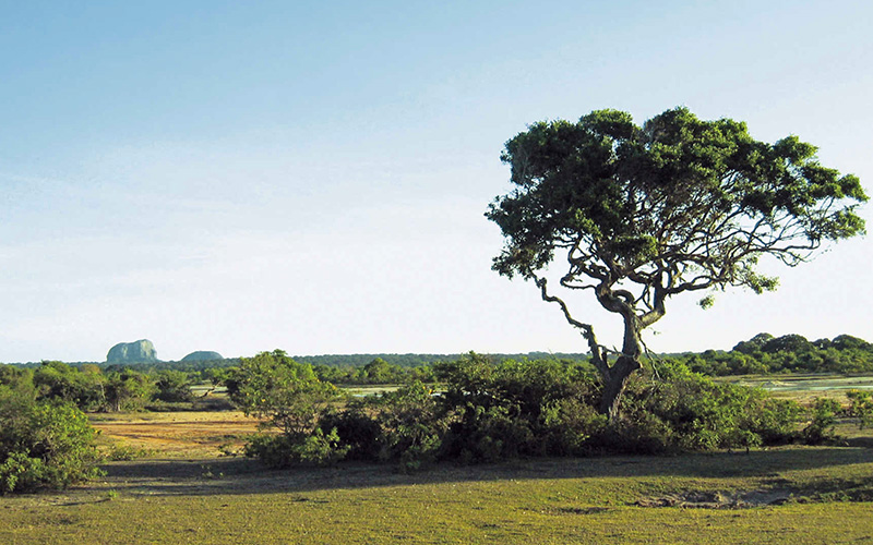 Yala National Park