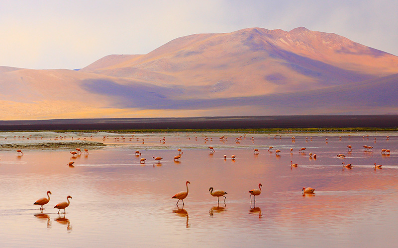 Flamingos in Chile