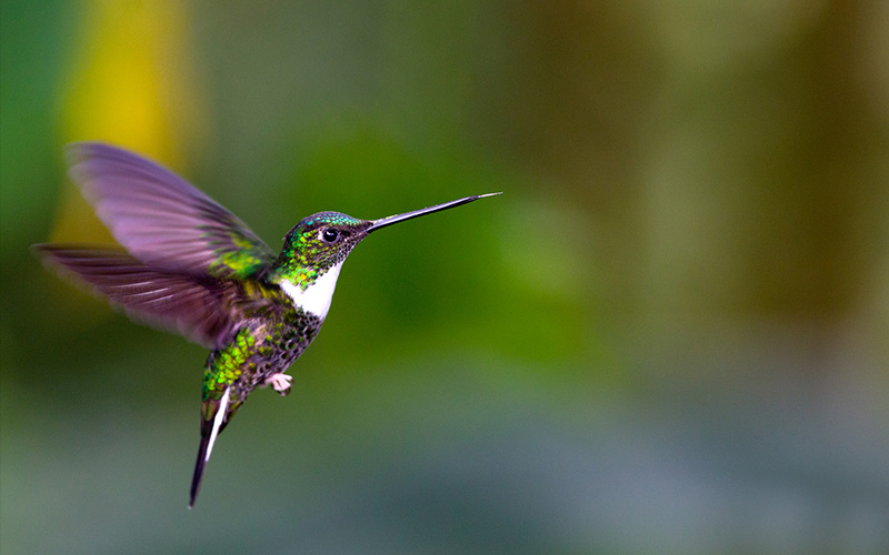 Hummingbird