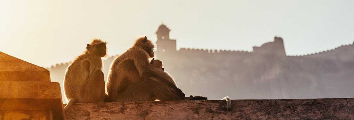 Planet Earth’s most astounding wildlife